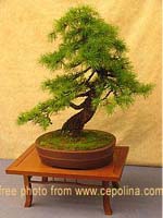 how to grow bonsai trees
