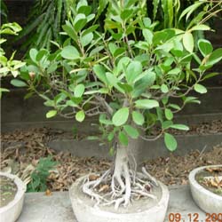 bonsai pictures